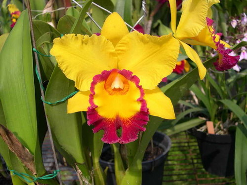 Orquidário da Serra